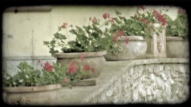 Saksı bitkileri bir çizgi İtalya taştan bir duvar üstüne otur. Vintage stilize video klip.