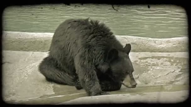Urso Com Fezes Pele Pretas Para Bater Água Fluxo Piscina — Vídeo de Stock