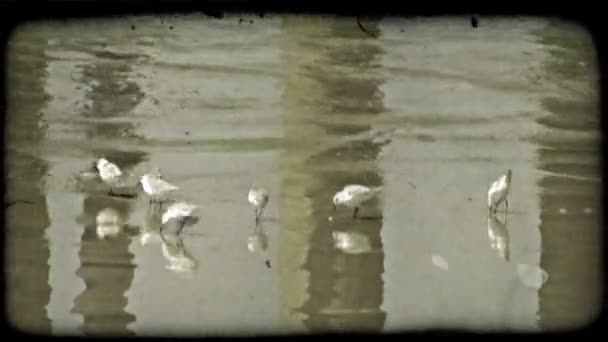 小型鸟类移动快速寻找食物在海滩上长满青苔的墩支架是反映湿的沙滩上 复古风格化视频剪辑 — 图库视频影像