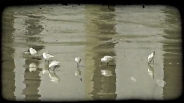 Aves Pequenas Movem Rapidamente Procura Comida Uma Praia Como Suportes — Vídeo de Stock