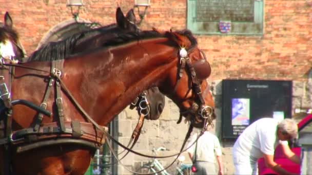 Squadra Cavalli Imbrigliati Bruges Belgio Cavallo Gli Lecca Labbra — Video Stock