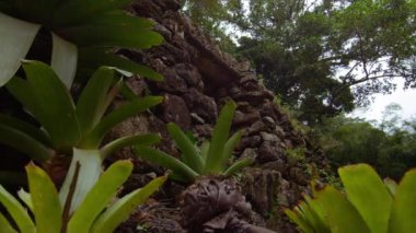 İzleme atış Jardim Botanico, Rio tropikal bitki.