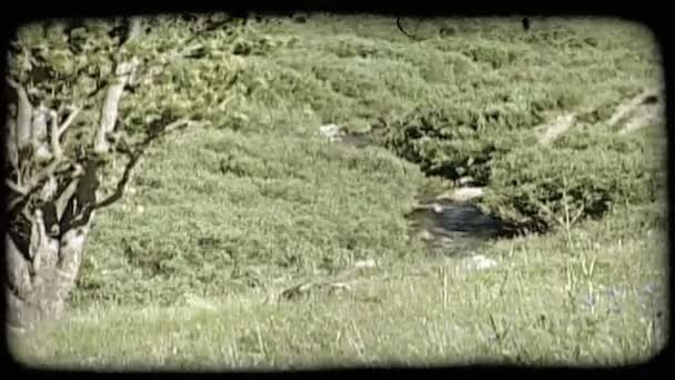 Горный Склон Покрытый Травой Полевыми Цветами Ведет Вниз Небольшому Ручейку — стоковое видео