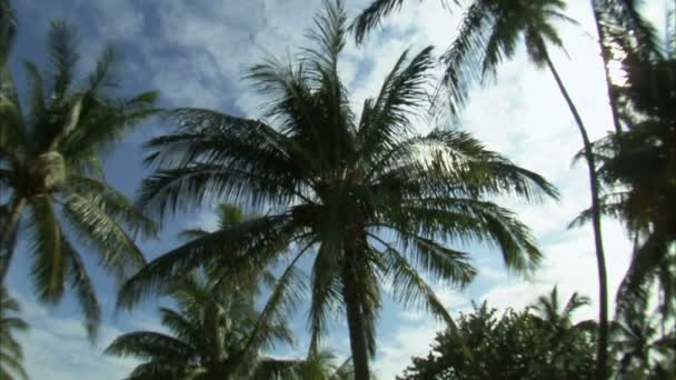 Een Groothoeklens Pannen Palm Bomen Tegen Een Blauwe Hemel — Stockvideo