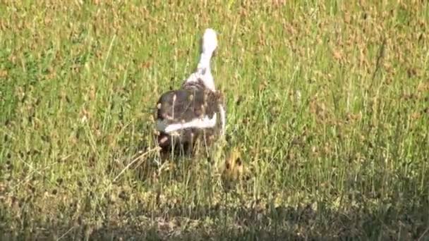 Een Moeder Eend Waggelt Hoge Grassen Aan Waterkant Gevolgd Door — Stockvideo