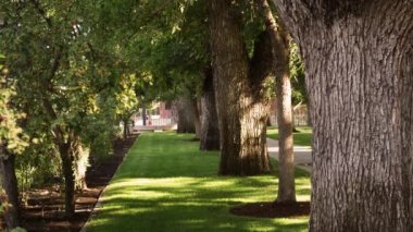 Carson City, Nevada'da bir parkta ağaçlar ve çimstatik çekim.