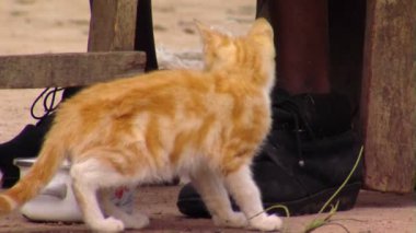 Kedi yemek masasının altında orta atış