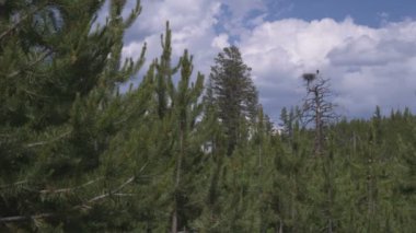 Geniş mavi gökyüzü ve bulutlar Yellowstone içinde Yeşil ağaç sınırından, shot.