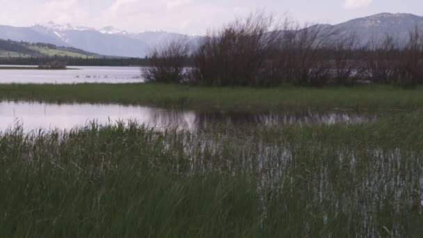 Средний Снимок Травы Вокруг Озера Горами Йеллоустонском Национальном Парке — стоковое видео