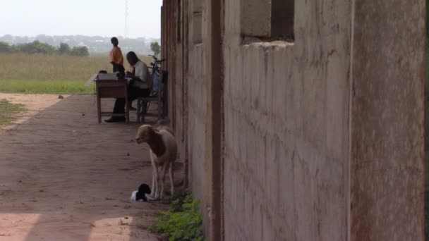 Africa Kenya Circa August 2010 Middels Skoleslag Med Dyr Mennesker – stockvideo