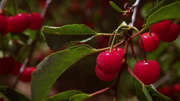 Nahaufnahme Eines Straußes Kirschen Einem Baum — Stockvideo