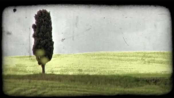Ditembak Hijau Bidang Italia Klip Video Bergaya Vintage — Stok Video