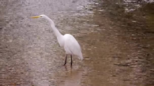 水中を歩く白いエグレット鳥の静的なフルボディショット ブラジル リオで日中撮影 — ストック動画