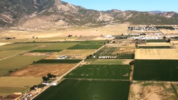 Luchtfoto Van Nephi Utah Gele Velden Gewassen — Stockvideo