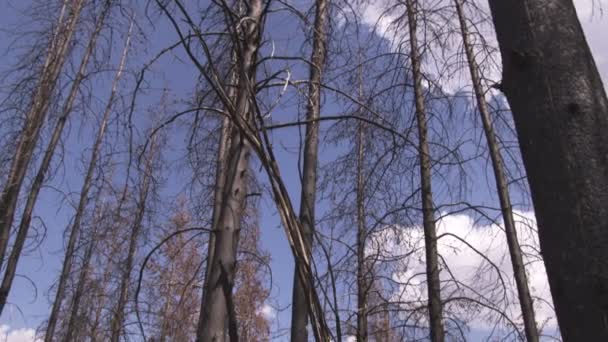 Mittlere Aufnahme Von Bäumen Wald Mit Neigung Vom Boden Yellowstone — Stockvideo