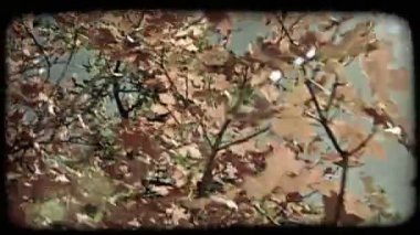 Kayalık dağlarda sonbaharda rüzgarsal sallayarak renkli turuncu ve kırmızı ağaç karşısında güneşten Düşük açı Pan. Vintage stilize video klip.