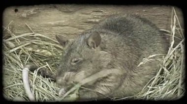 Açık siyah ve gri sıçan kuru otların üzerinde kaya nın yanında oturur ve hayvanat bahçesinde marul yer. Vintage stilize video klip.