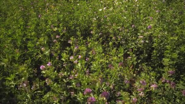 Foto Estática Arbustos Flores Púrpuras Viento Sopla Una Mariposa Amarilla — Vídeos de Stock