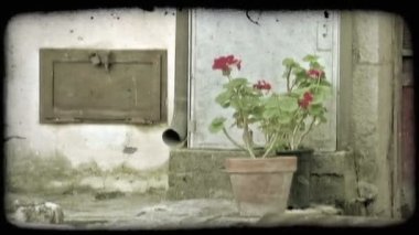 Bir saksıyı tam bir İtalyan ev kapı adım kırmızı çiçek. Vintage stilize video klip.