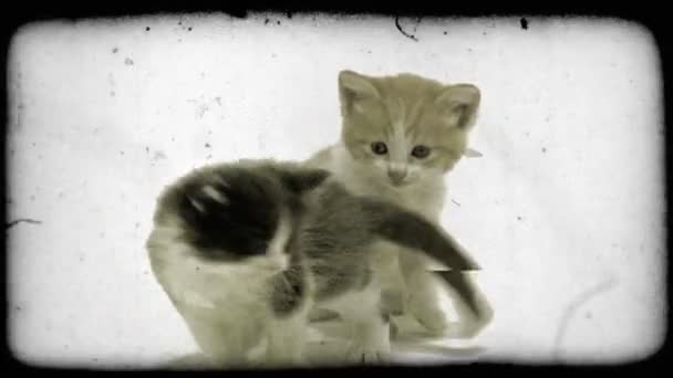 Дві Пухнасті Кошенята Грають Одна Білим Чорним Хутром Інша Помаранчевим — стокове відео