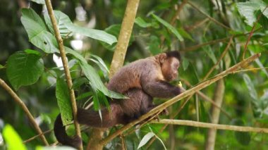 Küçük bir parça meyve tadını yoğun bir ormanda bir ağaç dalı üzerinde oturan bir Capuchin maymunu ağır çekim görüntüleri.