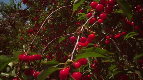 Στατικής Πλάνο Του Φρέσκα Κόκκινα Κεράσια Στα Δέντρα — Αρχείο Βίντεο