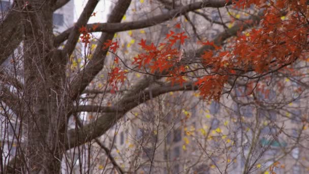 Turuncu Yaprakları Ile Ağaç Raf Odak Atış Binalar Arka Planda — Stok video