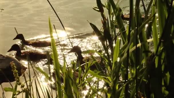 镜头光晕静态拍摄的鸭子在池塘里犹他州 — 图库视频影像
