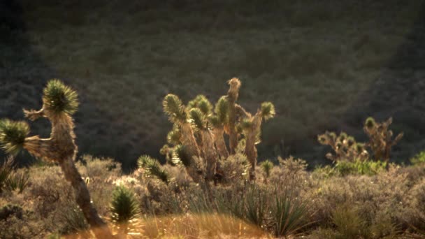 充满乔舒亚树和沙漠草和灌木丛的沙漠景观的素材 太阳在头顶上闪闪发光 影响视频 内华达州拍摄 — 图库视频影像