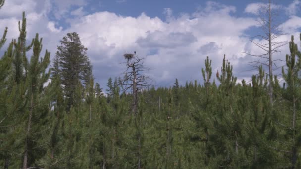 Široký Záběr Zelené Treeline Modrou Oblohu Mraky Pozadí Yellowstone — Stock video