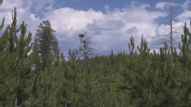 Amplio Plano Verde Línea Árboles Con Cielo Azul Nubes Fondo — Vídeo de stock