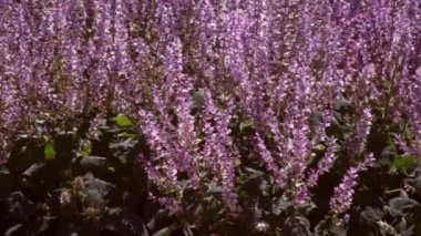 Menekşe lupin alan görüntüsünü kaydırma. İki beyaz kamyon arka planda vardır.