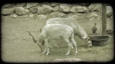 Dalgalı boynuzları ile iki beyaz dağ keçisi parçalanmış ot yemek, titreme, ve bir ön planda kaya ve ördek ve arka planda kayalık istinat duvarı ile bir hayvanat bahçesinde esaret diğer uzaklaşır. Vintage stilize video klip.
