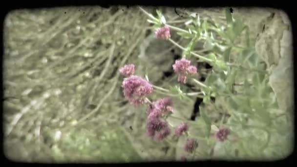 Ein Schuss Lila Blumen Italien Vintage Stilisierter Videoclip — Stockvideo