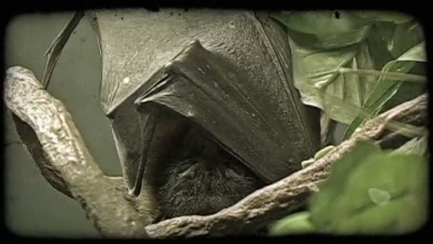 毛皮のような頭と翼を持つ小さな黒いコウモリは 葉の近くの枝から真っ逆さまに眠ります ヴィンテージ様式化ビデオクリップ — ストック動画
