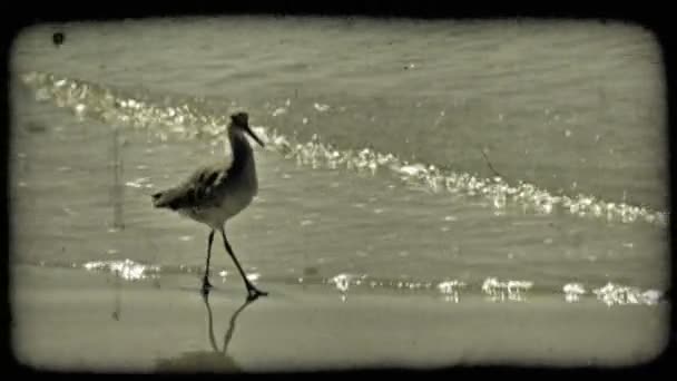 Pelican Bird Long Beak Walks Shoreline Taking Sips Water Eating — Stock Video