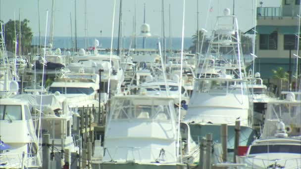 Shot Boats Marina Miami — Stock Video