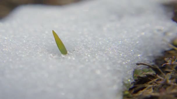Gambar Selang Waktu Dari Salju Mencair Dan Rumput Datang Melalui — Stok Video