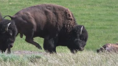 Çimenli alan Yellowstone Milli Parkı'nda iki Buffalo'da orta çekim.