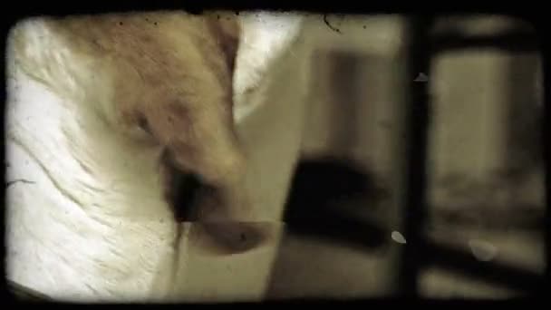 Ett Skott Beagle Huvud Vintage Stiliserade Videoklipp — Stockvideo