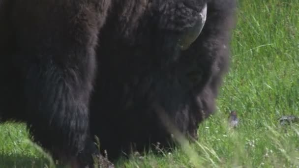 Primer Plano Búfalos Pastando Campo Yellowstone — Vídeos de Stock