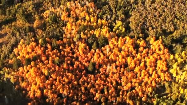 Foto Aerea Fogliame Montagne Nello Utah Gli Alberi Sono Color — Video Stock
