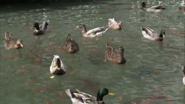 Close Shot Ducks Racing Fighting Food Pond — Stock Video