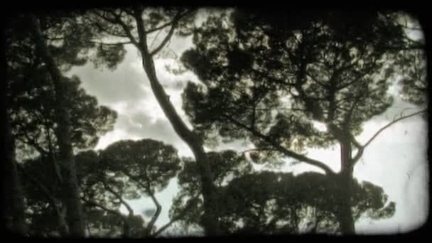 Ride Pán Lövés Felnézett Fák Felhők Vintage Stilizált Videoklip — Stock videók