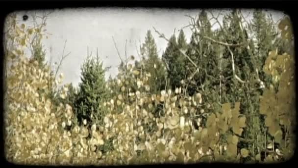 黄杨树的叶子与常绿和松树树在秋天衬在背景山在轻微的风在犹他州普罗沃峡谷 复古风格化视频剪辑 — 图库视频影像