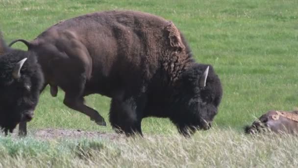 Medium Shot Two Buffalo Grassy Field Yellowstone National Park — Stock Video