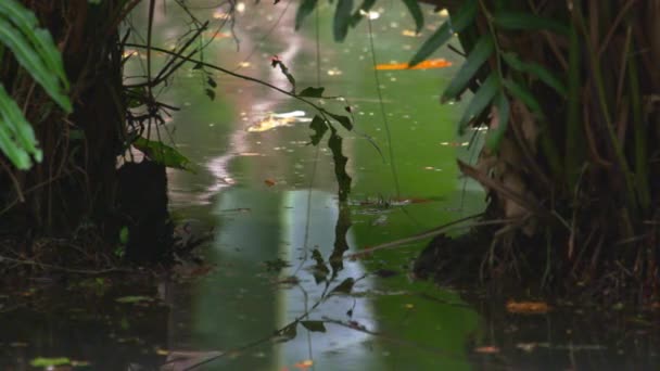 Colpo Acqua Statico Nell Orto Botanico Rio Alberi Foglie Sono — Video Stock