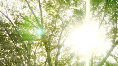 Lens flare atış bir Utah ormandaki devirme