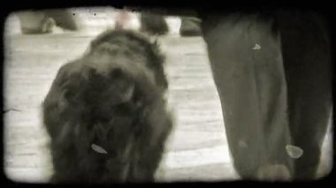 Bir kara köpeğin kırmızı tasmalı bir İtalyan caddeden aşağı geldi. Vintage stilize video klip.
