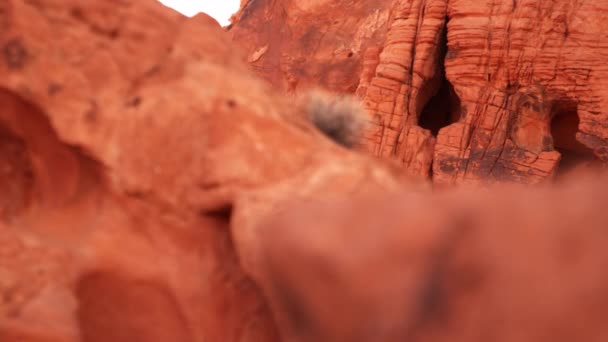 Rack Focus Red Rock Formations Elephant Rock Valley Fire State — Stock Video